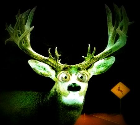 DABNM deer in headlights. 